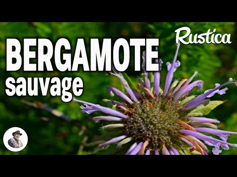 Vidéo: Qu'est-ce que la bergamote : poire ou agrumes ?