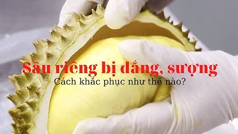 Nông Nghiệp Sầu riêng bị sượng, cháy múi nguyên nhân và biện pháp khắc phục