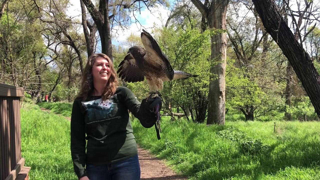 Orion the Swainson's Hawk 