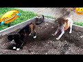 New Funny Animals. Funniest Cats and Dogs Videos 😺🐶  #48