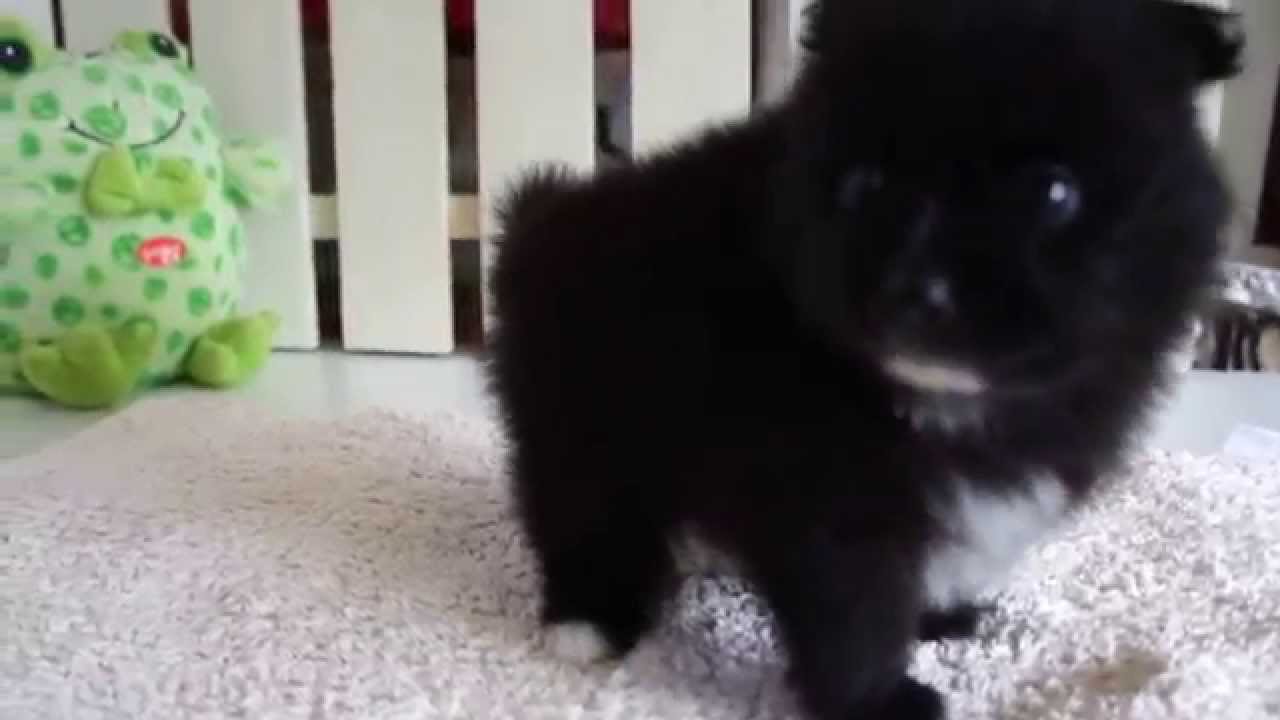 ポメラニアン 子犬や子猫たちのペット販売情報が満載 ペットステーション