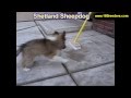 Shetland Sheepdog, Puppies, For, Sale, In, Olathe, Kansas, County, KS, Fairfield, Litchfield, Middle Shetland Sheepdog, Puppies, For, Sale, In, Olathe, Kansas, County, KS, Fairfield, Litchfield, Middle