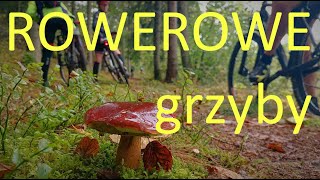 Rowerowe grzybobranie pod Olsztynem. Wysyp podgrzybkowy.