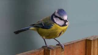 Garden Bird Ambience 🐦 | Blue Tit Birds Singing | Peaceful Nature  Sounds (No Music) screenshot 1