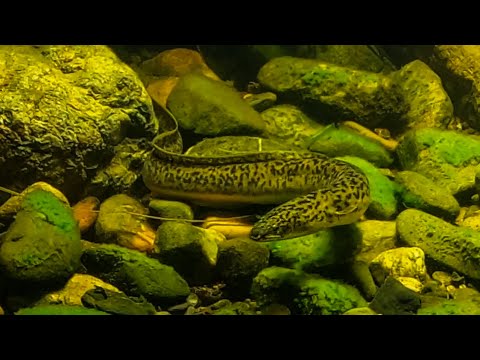 Longfin Eel (Anguilla reinhardtii) in a Biotope Aquarium foraging for food.