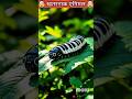 क्या आपने कभी सोचा है पांच अलग जानवर सामानो से मिले तो 🤯 CATERPILLAR + PIANO #hybrids#animal#shorts