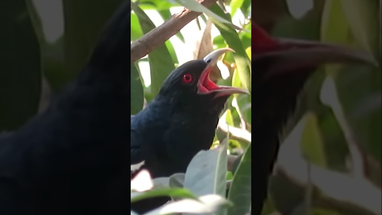 Asian Koel Bird Sound 