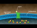 Types of drug receptors