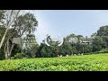 山生有幸 Mountain Luck 003 潭畔晨曦 台茶十八號 關於茶的進行事 Official Video 山生有幸 Mountain Luck 003 潭畔晨曦 台茶十八號 關於茶的進行事 Official Video