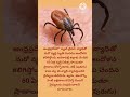 #ScrubTyphus #TickBite #HealthAlert#APNews #PublicHealth