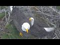 AEF NEFL ~ V3 HAS THE MOVES 😲 ATTEMPTED MATING ON NEST WITH GABBY YOU DON&#39;T WANT TO MISS 💗 12.4.23
