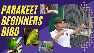 Parakeet Best birds Pet for Beginner