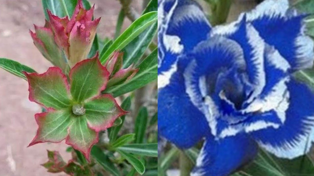 Rosa do deserto da flor azul e verde existe ou não?? - thptnganamst.edu.vn