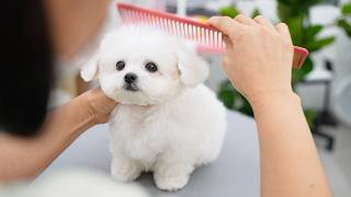 4 Aylık Bir Bichon Yavrusunun İlk Bakımı Kalbim Eridi