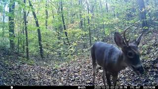 Dale Hollow Trail Cam Winter 23