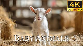 Baby Animals 4K, Soft Piano & Peaceful Nature 💖🎶 The World Of Fun Baby Animals - Deep Relaxation screenshot 4