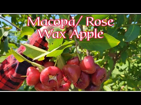 AMAZING WAX APPLE PICKING #fruit #wax #apple