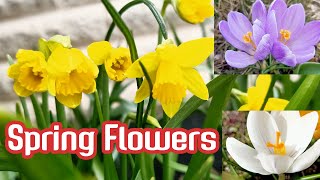 Beautiful Spring Flowers : Early Spring in Sweden screenshot 5