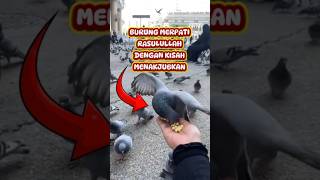 Burung Merpati Bertebaran Di Mekkah Mempunyai Kisah Yang Menakjubkan.#shorts