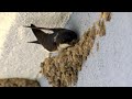 Comment fabriquer un nid  hirondelles 