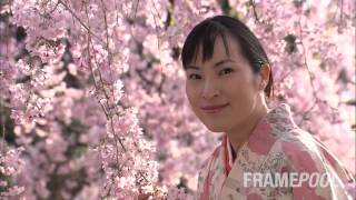 Think about Springtime (HD Stock Video) | Framepool