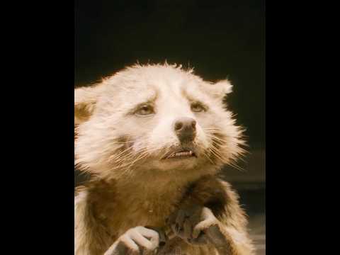 The raccoon who lost everything… and returned#shorts   #movie #sciencefiction