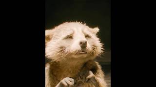 The raccoon who lost everything and returnedshorts   movie s