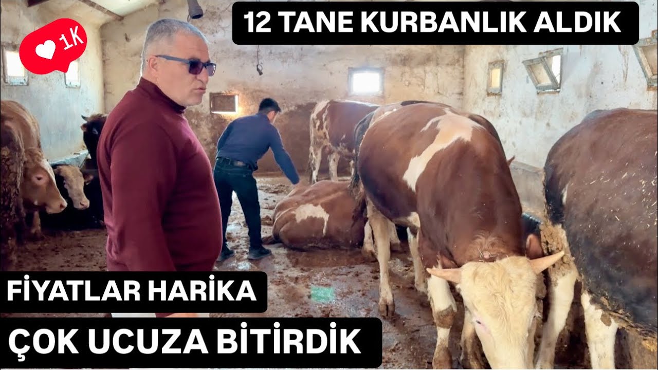 Bİ AHIR KURBANLIĞI KOMPLE HEPSİNİ ALDIK (OKULLARDA DERS NİTELİĞİNDE İZLETİLMESİ GEREKEN Bİ PAZARLIK)
