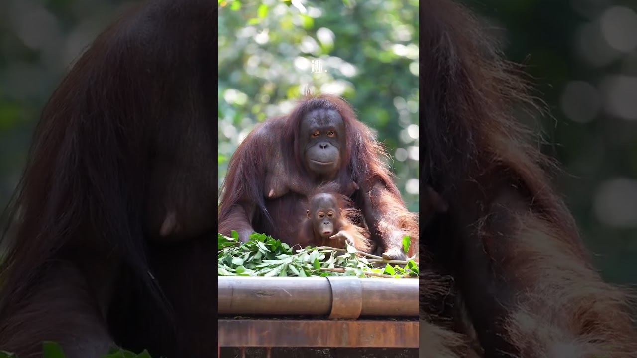 Instant Regret: Baby Rambutan Tries an Orange Peel 🍊🔥