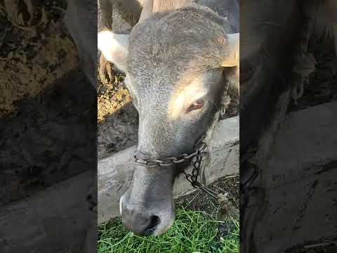 جاموسه راحت تقابل جموسه