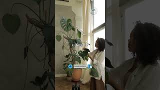 🛑 The ONLY Plants That Survive Dark Apartments! 🌿 #beginnerplants #lowlightplants #apartmentgarden