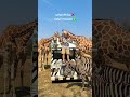 Safari park Kanchanaburi giraffe encounter #travel #tour transport #thailand #trip #Kanchanaburi