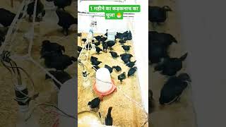 भारत की सबसे महंगी काली मुर्गी! 😱 क्या आपने Kadaknath देखी है? #shorts #kadaknath