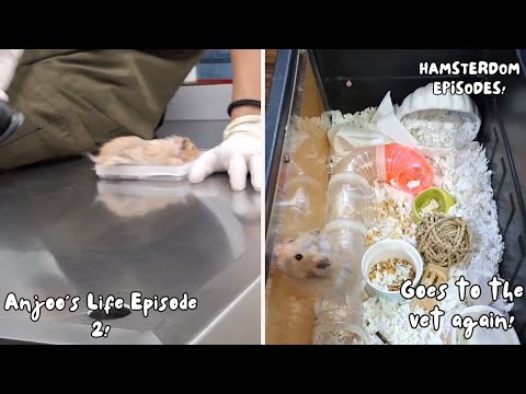 My Hamster Has Mites | signs, treatment & cleaning tips