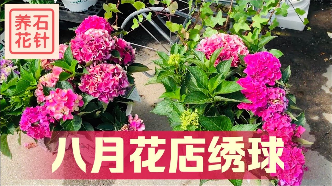 八月专业花店的绣球花 多个品种 开花参差不齐 特别注意无尽夏的状态 Youtube