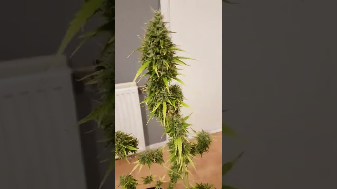 AUTO Critical x Jack herrer 100days