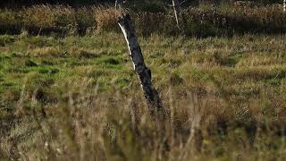 Black Woodpecker And A Flock Of Deer