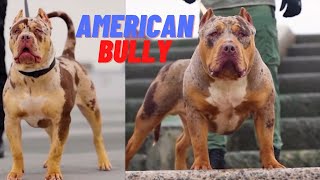 American Bully: Unveiling the Beauty and Myths by Dogipedia 590 views 10 months ago 2 minutes, 39 seconds