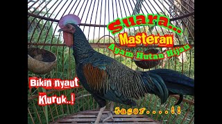 SUARA MASTERAN AYAM HUTAN JANTAN BERKOKOK GACOR || Ayam Hutan Hijau Gacor..‼️