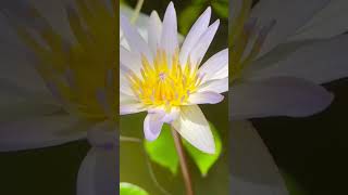 White Lotus Flower 🪷🍃 #shorts #lotus #flowers #trending #viral