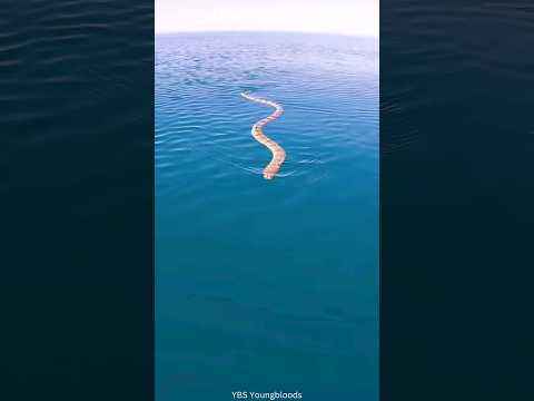ثعبان البحر السام من أخطر كائنات المحيط
