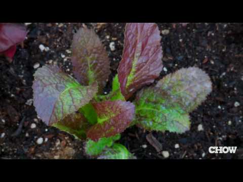 CHOW Tip: Grow Your Own Salad in a Box
