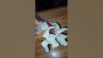 Vertebral Spinal Cord original Student for this Video | #doctor #spinalcord #spine #life #vertebral