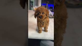 Trouble packaged really well #toypoodle #puppy #viral