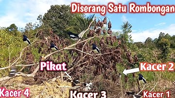 TERLALU BANYAK BURUNG KACER  DI TEMPAT INI || TANPA MP3 SAJA BISA POIN