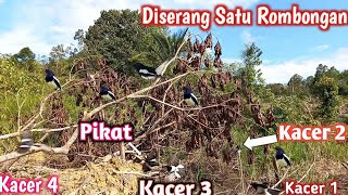 TERLALU BANYAK BURUNG KACER  DI TEMPAT INI || TANPA MP3 SAJA BISA POIN