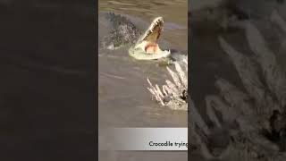 Crocodile Trying To Steal From Hyenas #Wildlife #Lion #Masaimara