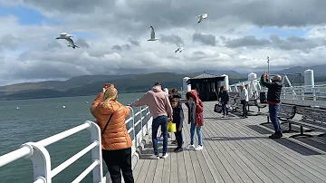Почему чайки не бояться людей в Англии?
