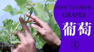 家庭のブドウ栽培①【春の管理】