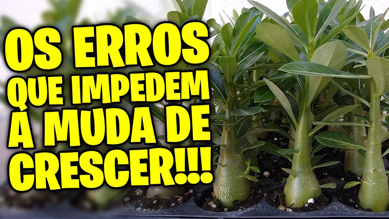 ✅6 ERROS que impedem a MUDA de Rosa do Deserto DE CRESCER
